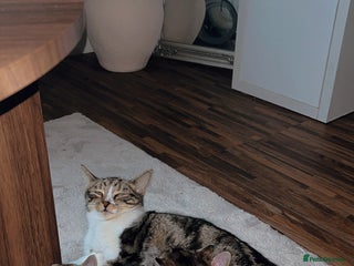 American Wirehair cats for sale - Advert 1