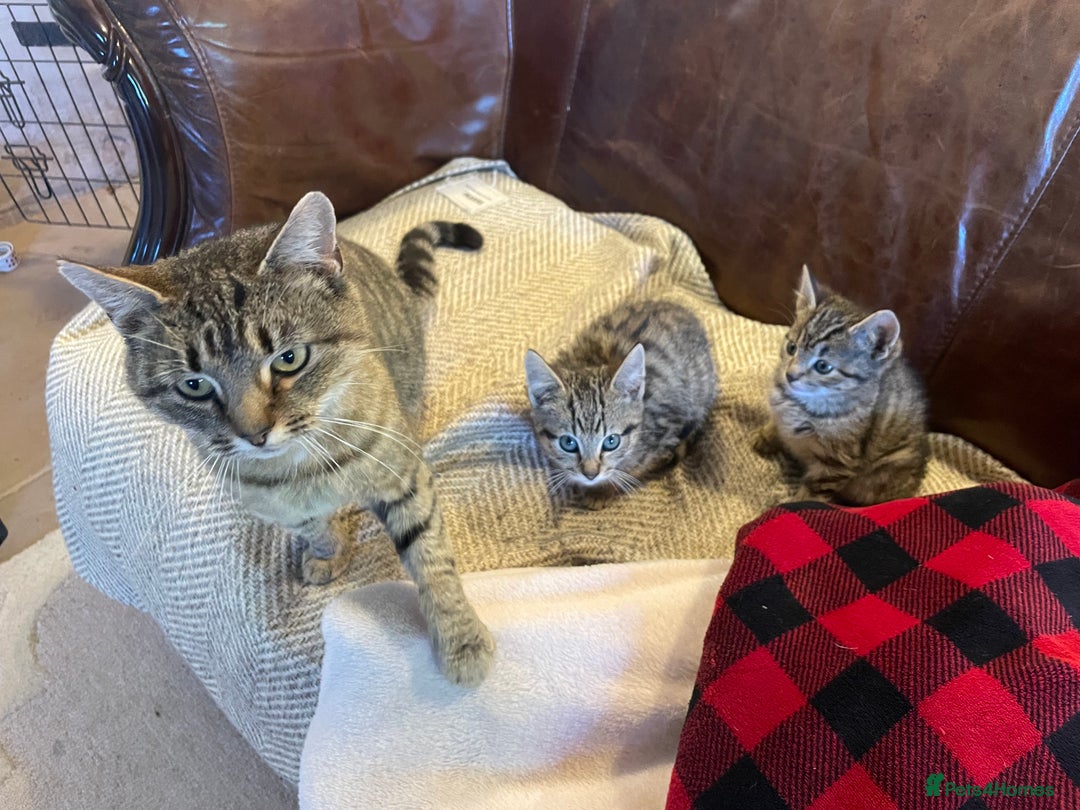 Mixed Breed cats for sale: Tabby kittens  - Image 2