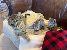 Mixed Breed cats - Advert 4