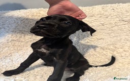 Cane Corso dogs for sale: Beautiful Litter Of Cane Corso Puppys - Image 34