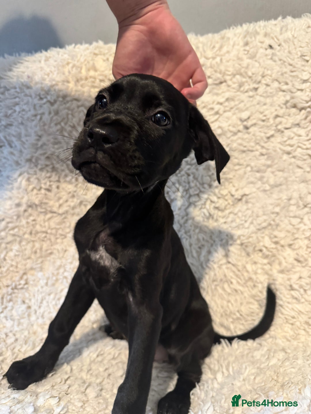 Cane Corso dogs for sale: Beautiful Litter Of Cane Corso Puppys - Image 34