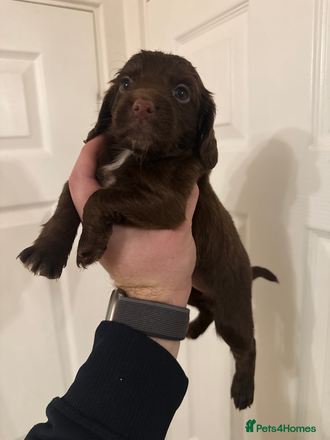 Mixed Breed dogs for sale: Beautiful Cocker Sproodles Puppies!  - Advert 19