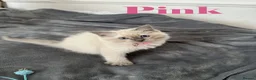Ragdoll cats for sale: Beautiful Ragdoll Kittens  - Advert 6