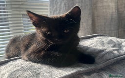 Domestic Shorthair cats for sale: Amazingly Tame, Beautiful Female Kittens  - Image 10