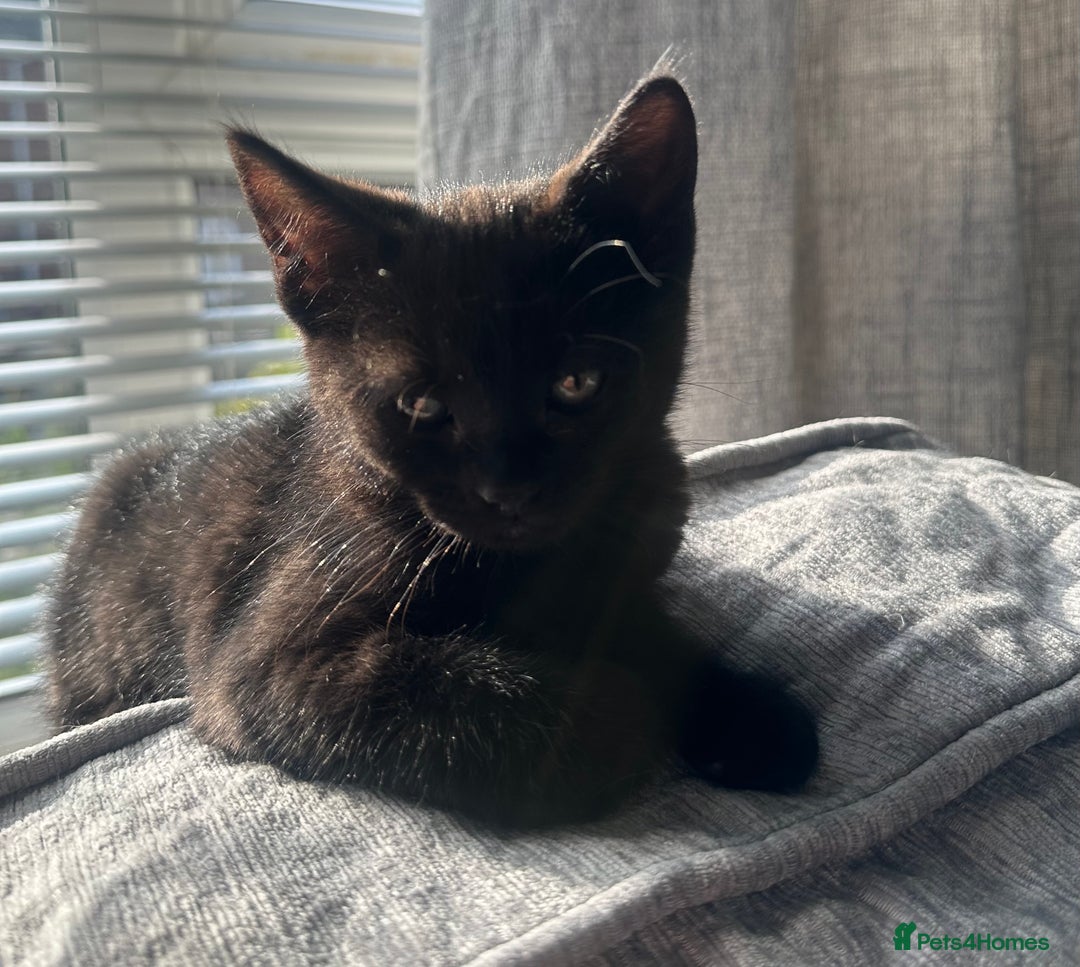 Domestic Shorthair cats for sale: Amazingly Tame, Beautiful Female Kittens  - Image 10