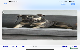 American Bully dogs for sale: Tri pocket bully  - Image 1