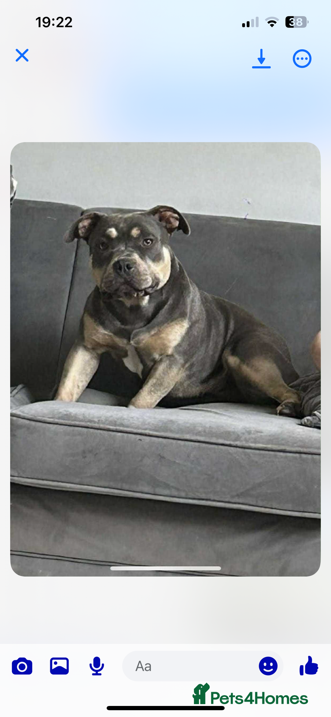 American Bully dogs for sale: Tri pocket bully  - Image 1