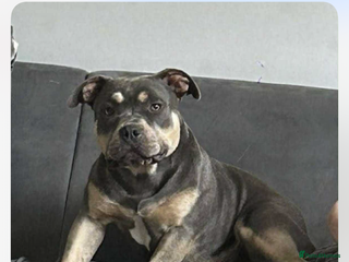 American Bully dogs - Advert 22