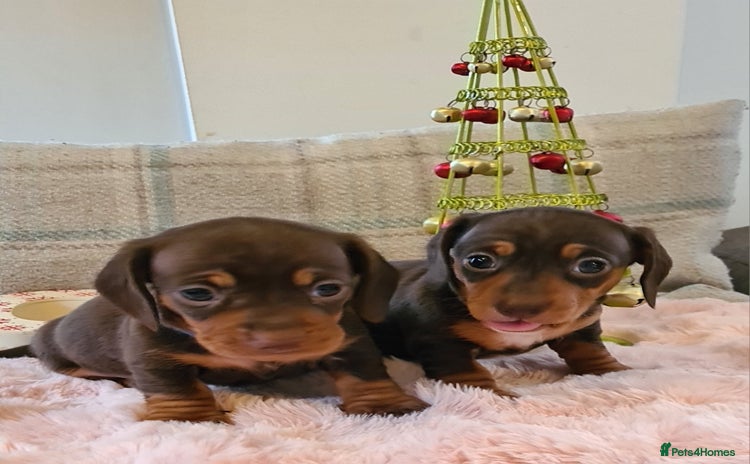 Miniature Dachshund dogs Kc pedigree miniature smooth coat daschunds - Advert 1