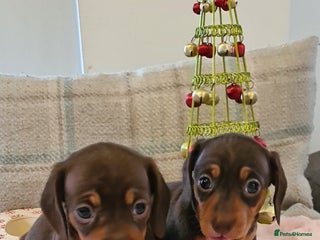 Miniature Dachshund dogs Kc pedigree miniature smooth coat daschunds - Advert 8