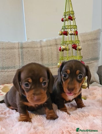Miniature Dachshund dogs Kc pedigree miniature smooth coat daschunds - Advert 1