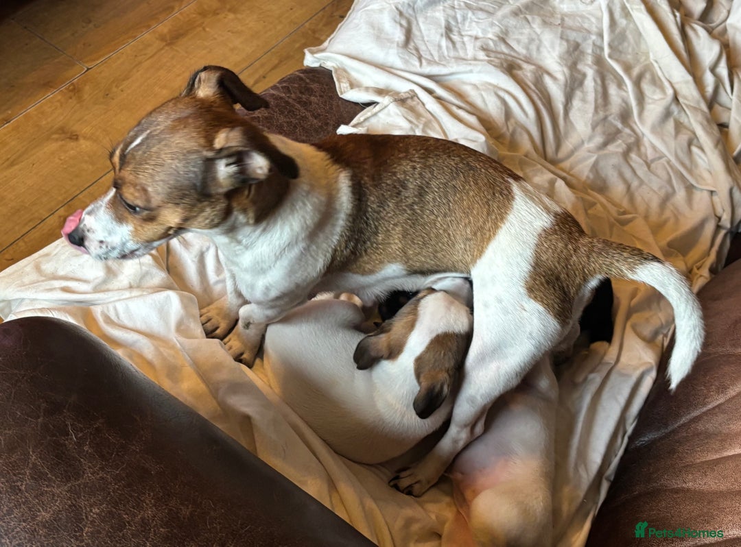 Jack Russell dogs for sale: Jack Russell puppies for sale - Image 17