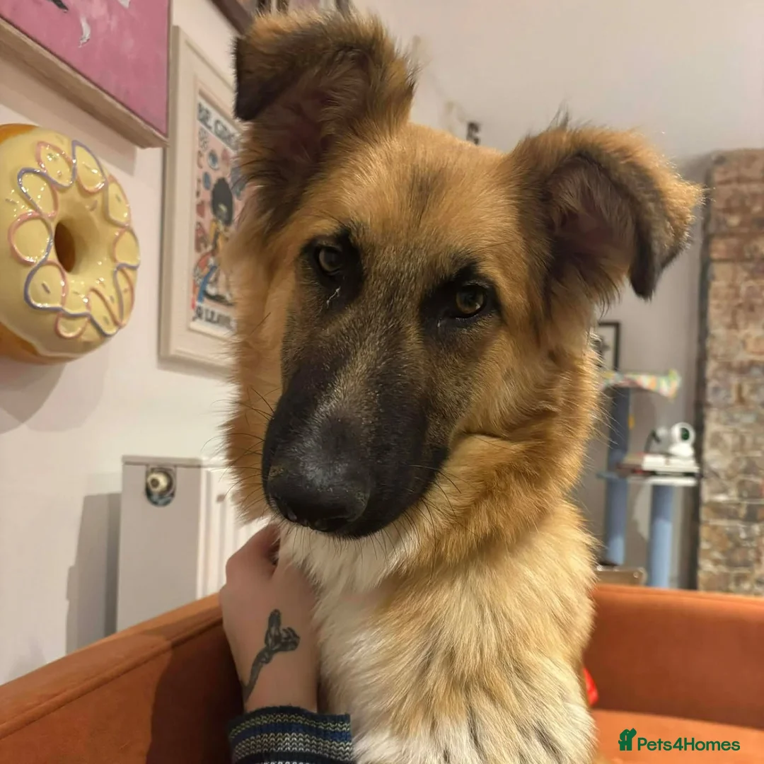 Mixed Breed dogs for adoption: Meet Yara – Our Pretty Girl with a Heart of Gold in Northampton - Advert 7