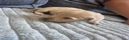 Dachshund dogs for sale: KC REG long haired miniature dachshund - Advert 31