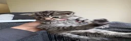 Mixed Breed cats for sale: 4 Kittens 2 white 2 Tabby - Advert 6