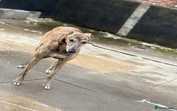 Greyhound dogs for sale: Retired Greyhounds  - Image 3