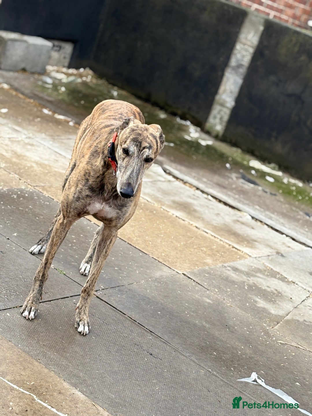 Greyhound dogs for sale: Retired Greyhounds  - Image 3