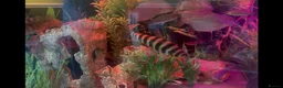Cichlids fish for sale: Banded Leporinus - Advert 2