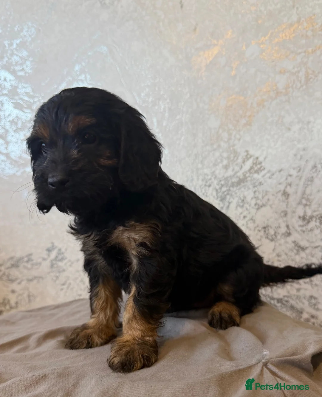 Cockapoo dogs for sale: F1 cockapoo pups  in Stourport-on-Severn - Advert 2