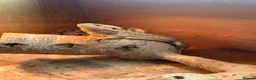 Bearded Dragon reptiles for sale: Bearded Dragon with enclosure and set up  in Norwich - Advert 3
