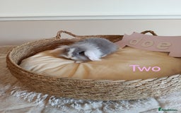 Mini Lop rabbits for sale: Fantastic mini lop babies forsale  - Image 7