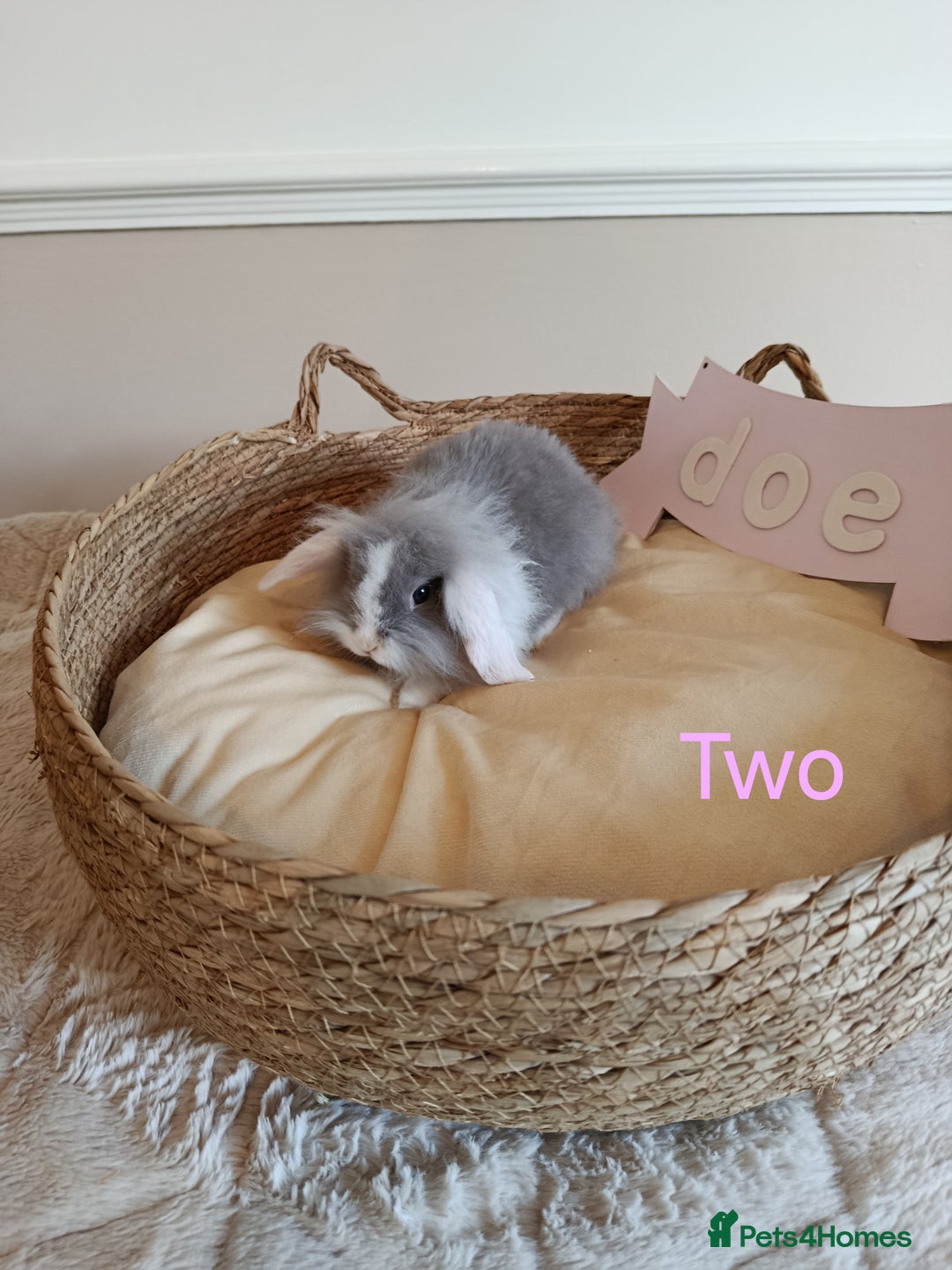 Mini Lop rabbits for sale: Fantastic mini lop babies forsale  - Image 7