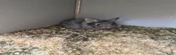 Lionhead rabbits for sale: 2 baby female rabbits, lionhead/harliquin.  - Advert 6