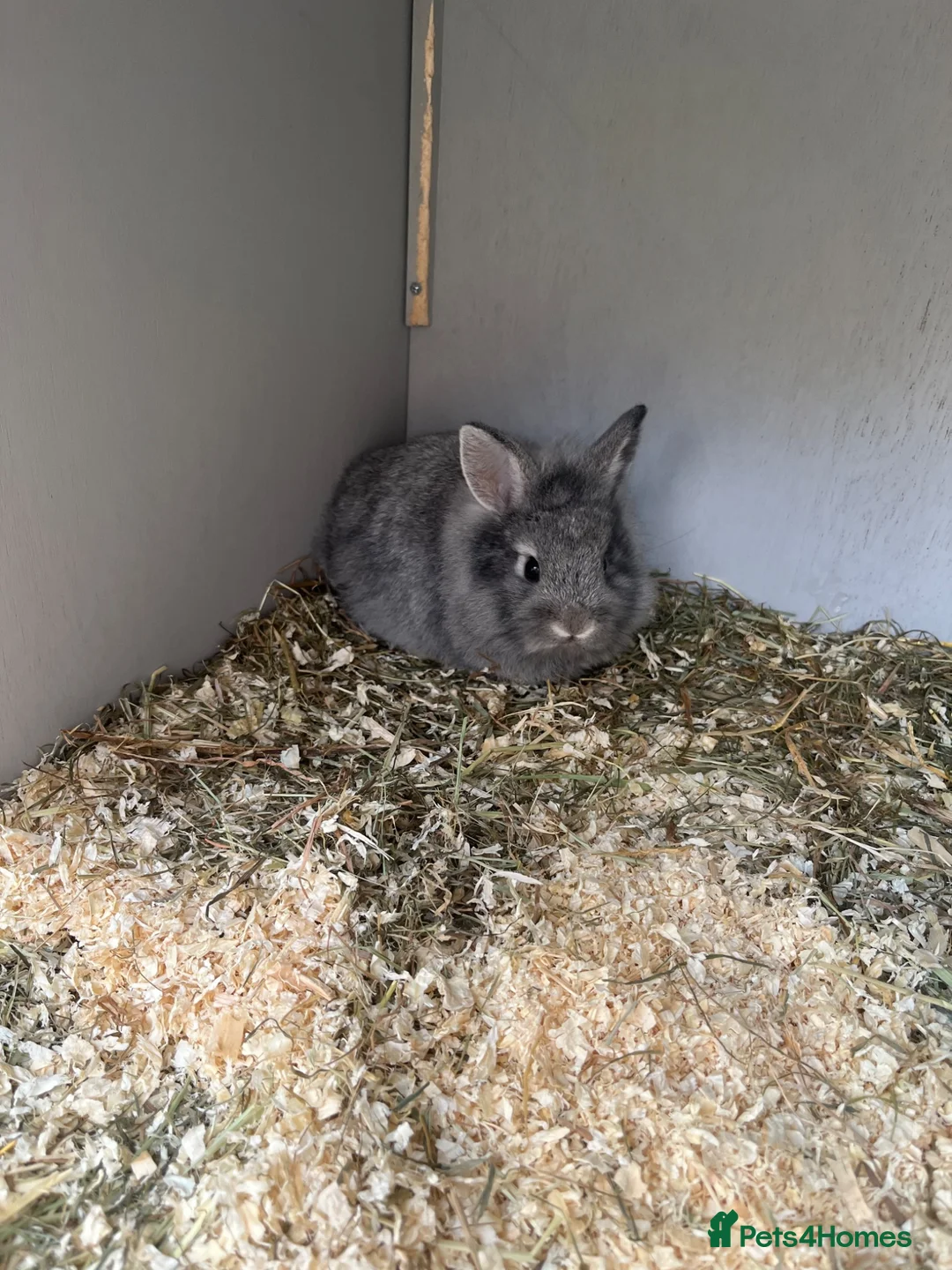 Lionhead rabbits for sale: 2 baby female rabbits, lionhead/harliquin.  - Advert 6