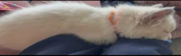 Ragdoll cats for sale: Child Friendly Ragdoll and Ragdoll Cross Kittens  - Advert 14