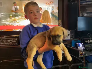 Cane Corso dogs Stunning pure cane corso puppies - Advert 1