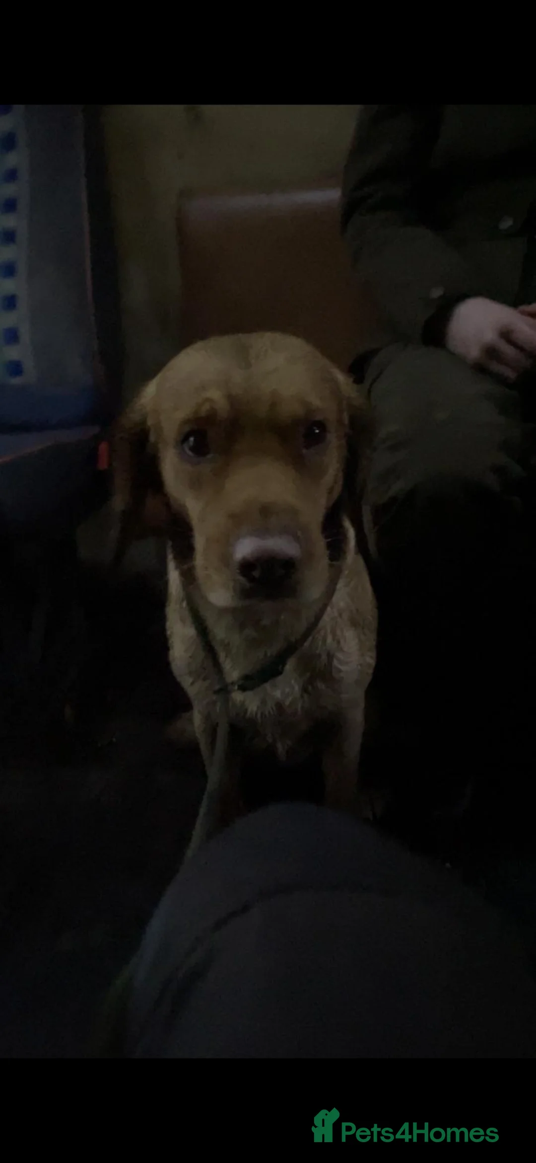 Cockerdor dogs for stud: Cockerdor Stud in Dereham - Advert 11