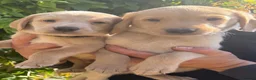 Labrador Retriever dogs for sale: Working Line Labrador Puppies  - Advert 5