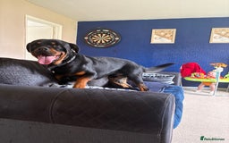 Rottweiler dogs for stud: Rocco - Image 5