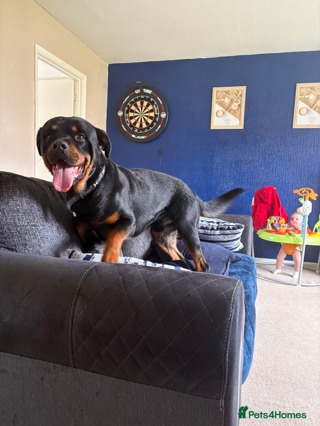 Rottweiler dogs for stud: Rocco - Image 5