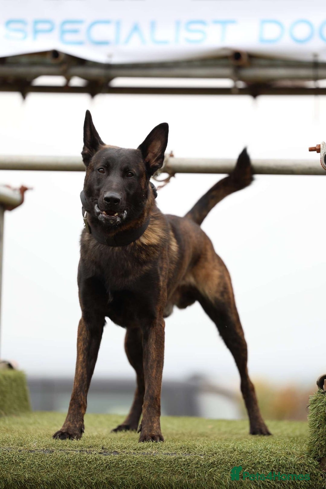 Belgian Shepherd Dog dogs for sale: Dutch shepherd x Belgium malli Protection dog  - Advert 3