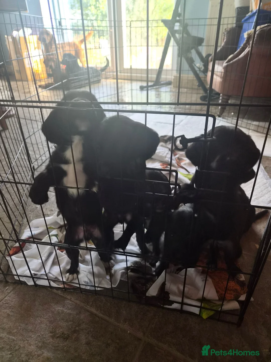 Springador dogs for sale: Beautiful springadors for sale - Advert 2