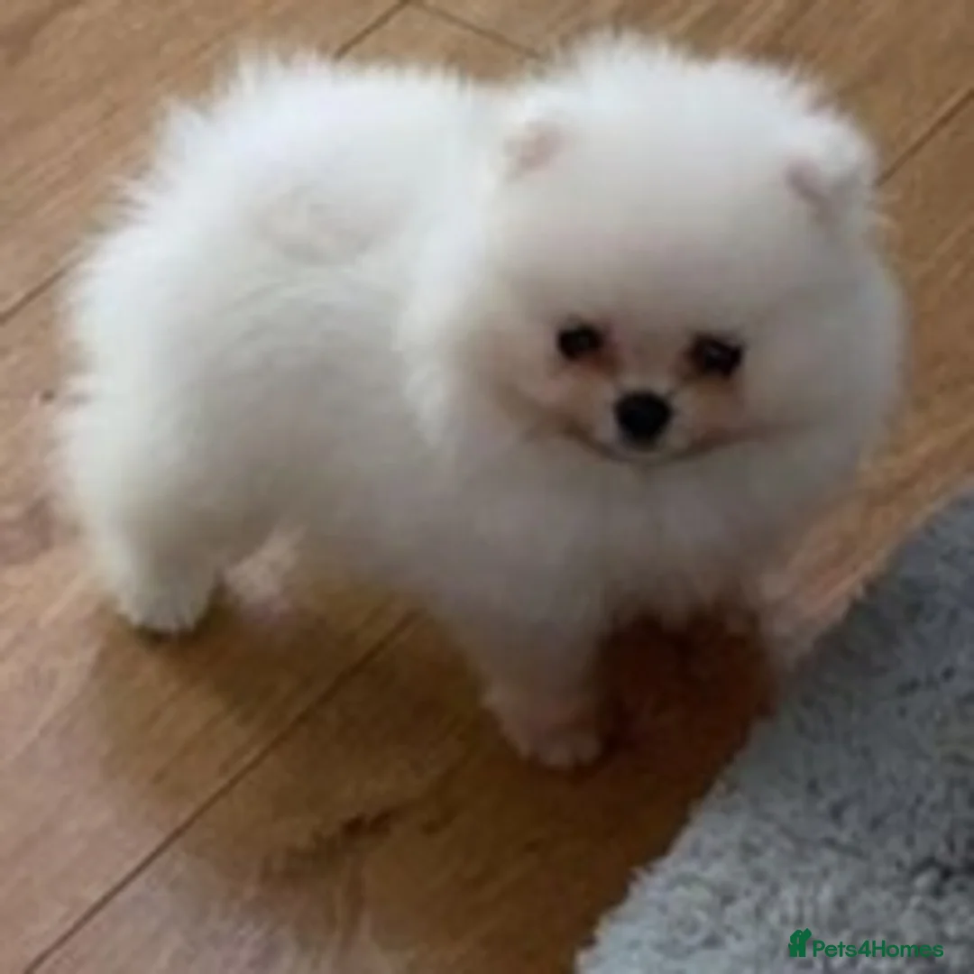 Pomeranian dogs for stud: 1.9kg tiny Proven Ukraine import stud kc reg  in Ferryhill - Advert 15