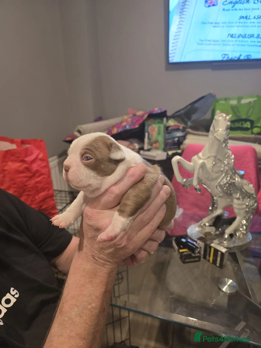 Boston Terrier dogs for sale: BEAUTIFUL BOSTON TERRIER PUPS  - Advert 27