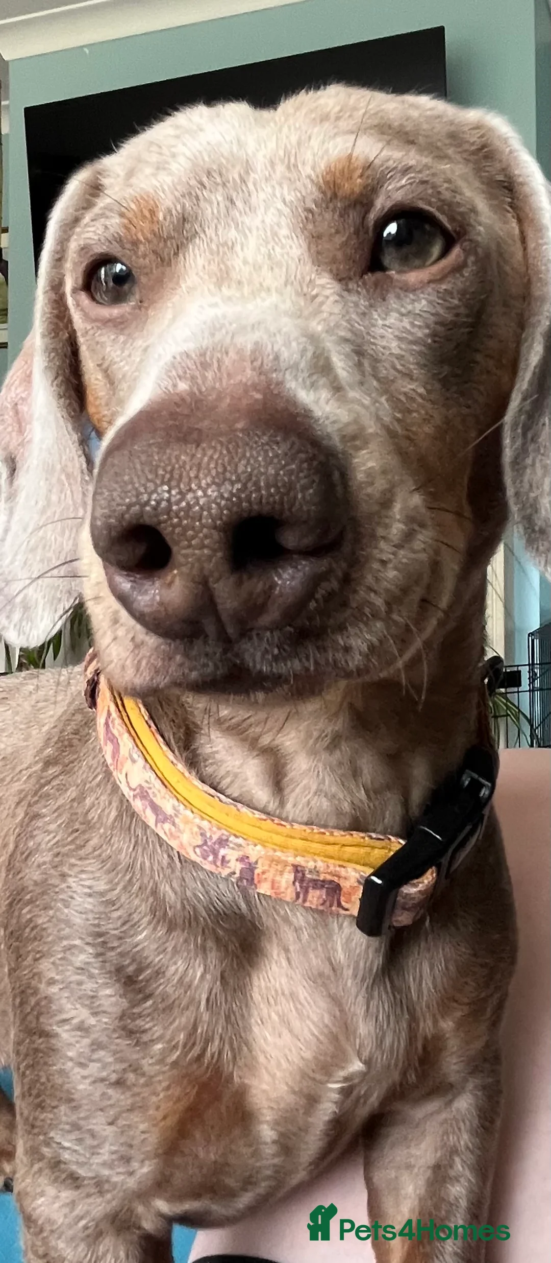 Miniature Dachshund dogs for stud: Isabella and tan mini dachshund - Advert 2