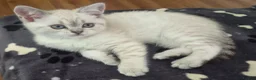 Scottish Fold cats for sale: Scottish Fold &Scottish Straight - Advert 4
