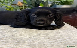 Cocker Spaniel dogs for sale: Four beautiful *working* cocker spaniel puppies - Advert 25