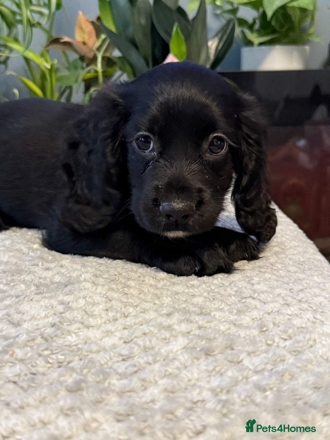 Cocker Spaniel dogs for sale: Four beautiful *working* cocker spaniel puppies - Advert 25