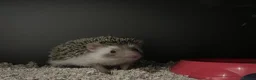 Pygmy Hedgehog rodents for sale: Male African Pygmy Hedgehog 🦔 - Advert 3