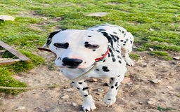Dalmatian dogs for sale: Handsome family dog  - Image 3