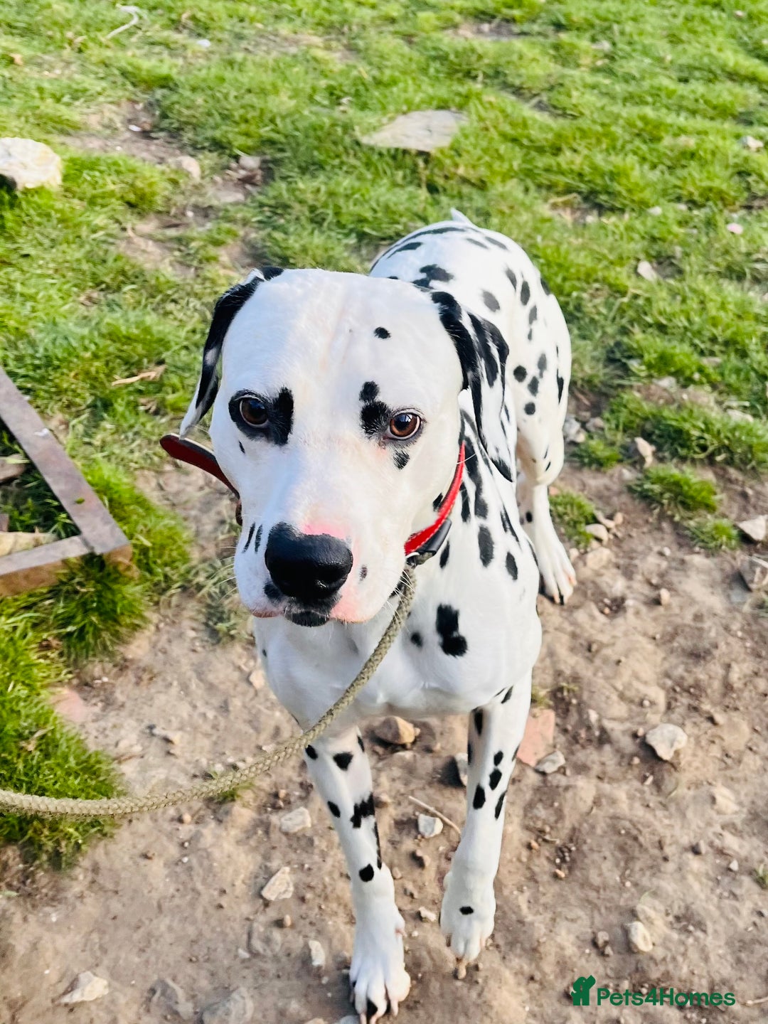 Dalmatian dogs for sale: Handsome family dog  - Image 3