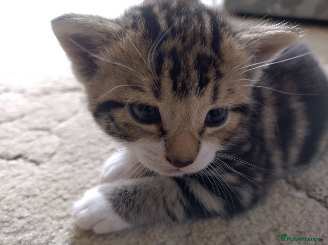 Domestic Shorthair cats for sale: Two male kitties - Image 4