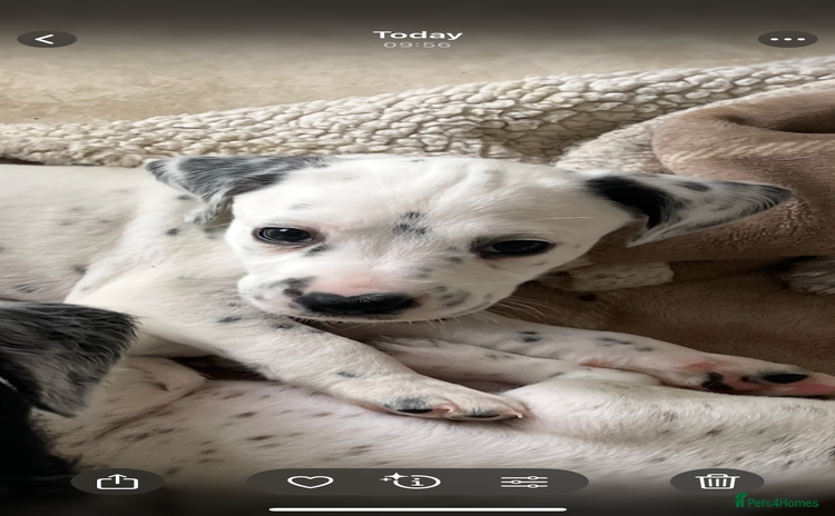 Mixed Breed dogs - Advert 4