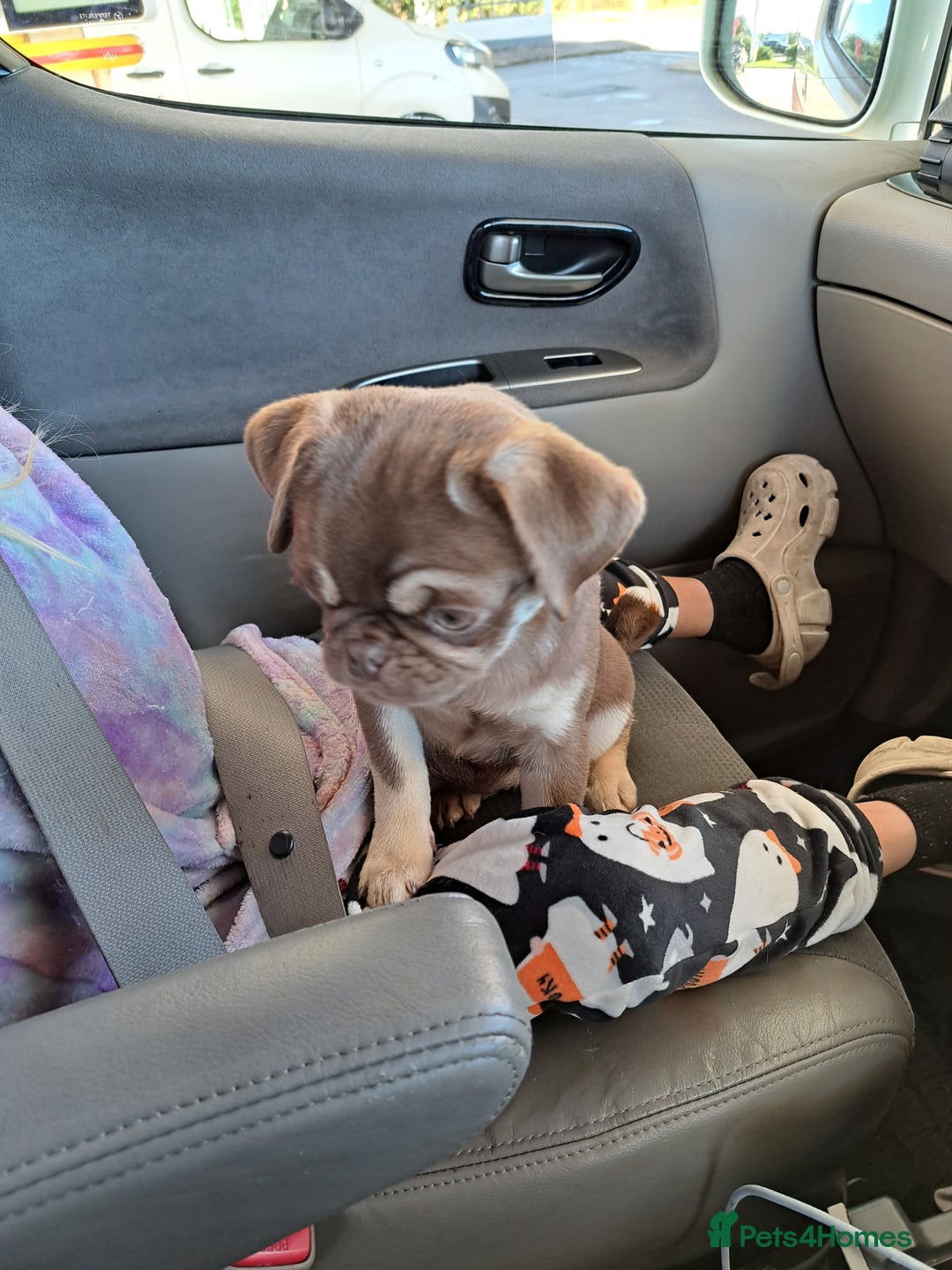 Pug dogs for sale: Chocolate and tan 6 month old female 💗 - Image 2