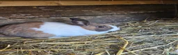 Mixed Breed rabbits for sale: Bunnies in Boldon Colliery - Advert 3