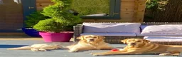 Golden Retriever dogs for sale: Two half year old male golden retriever  in Worthing - Advert 4